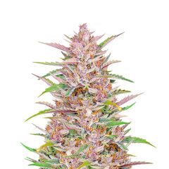 Gorilla Punch Auto, Фасовка: 3